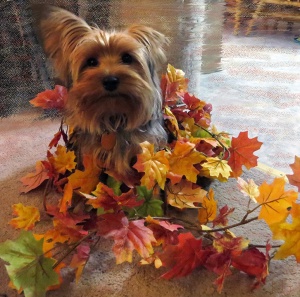 Baxter in Fall Leaves