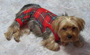 Baxter in Christmas PJs