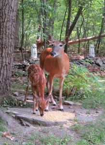 Mama and fawn 2014